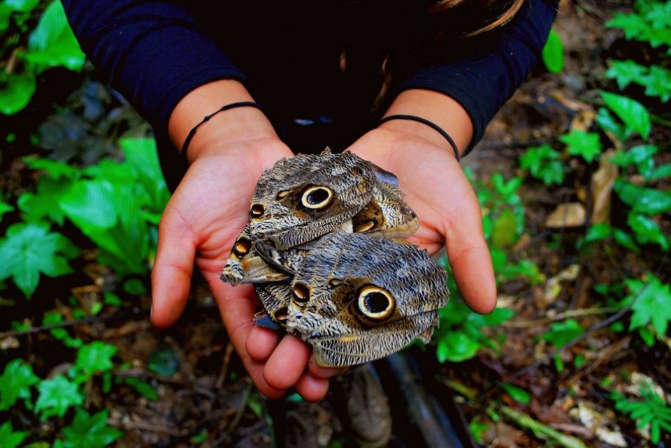 Borboletas encontradas no ninho de uma coruja numa casa abandonada no Rio dos Patos. Imagem: Yasmin Souza.
